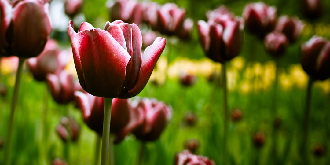 tulipe_couv